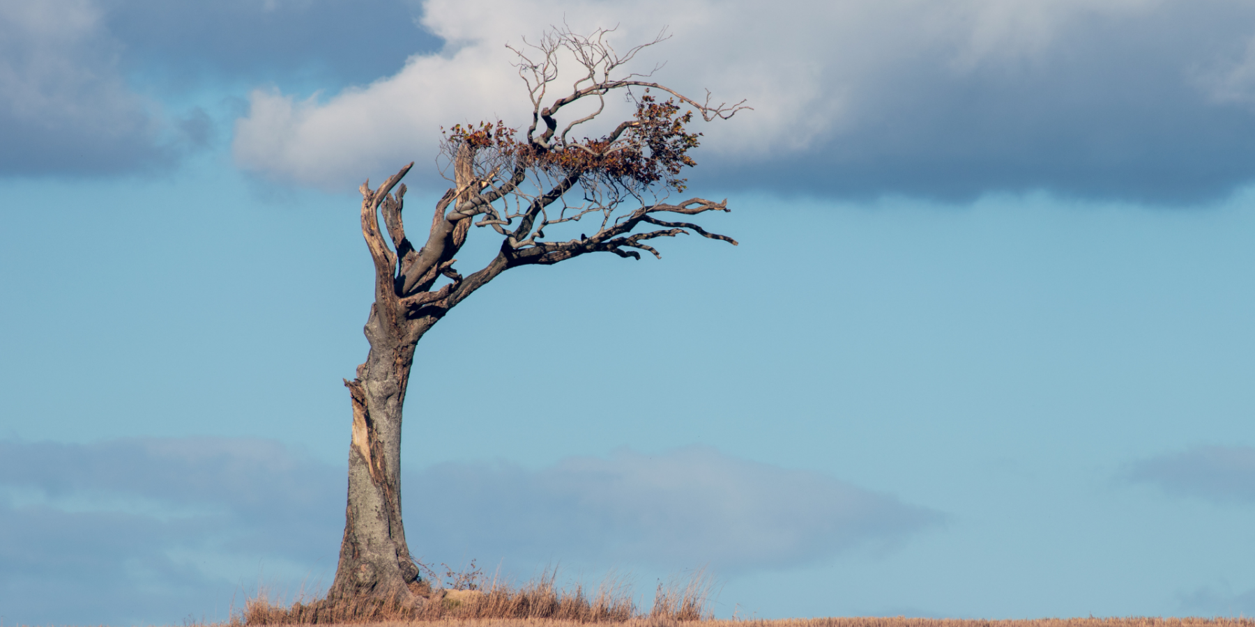 verdorrter Baum als Symbol für Denkweise verändern